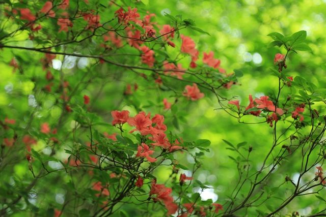 頭上にはヤマツツジの花が咲いていました。