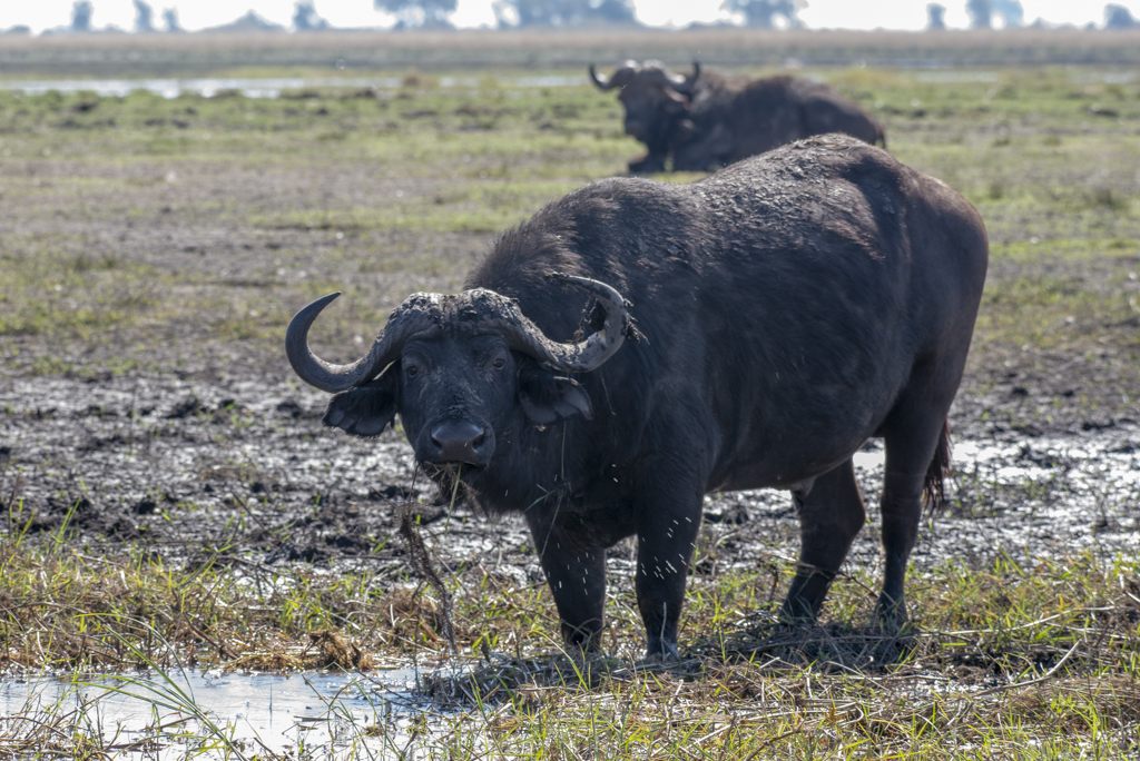 Buffalo