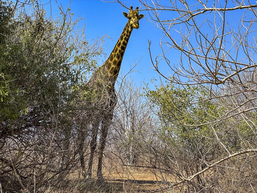 チョベ国立公園の長老（28歳）キリン