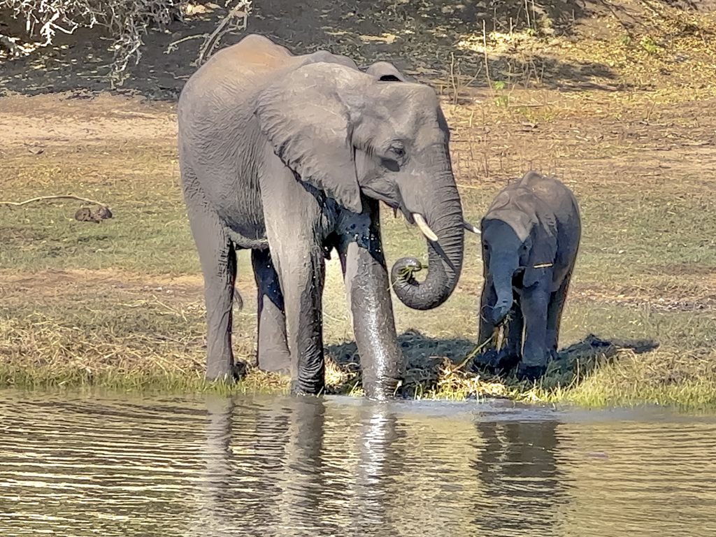 子ゾウ