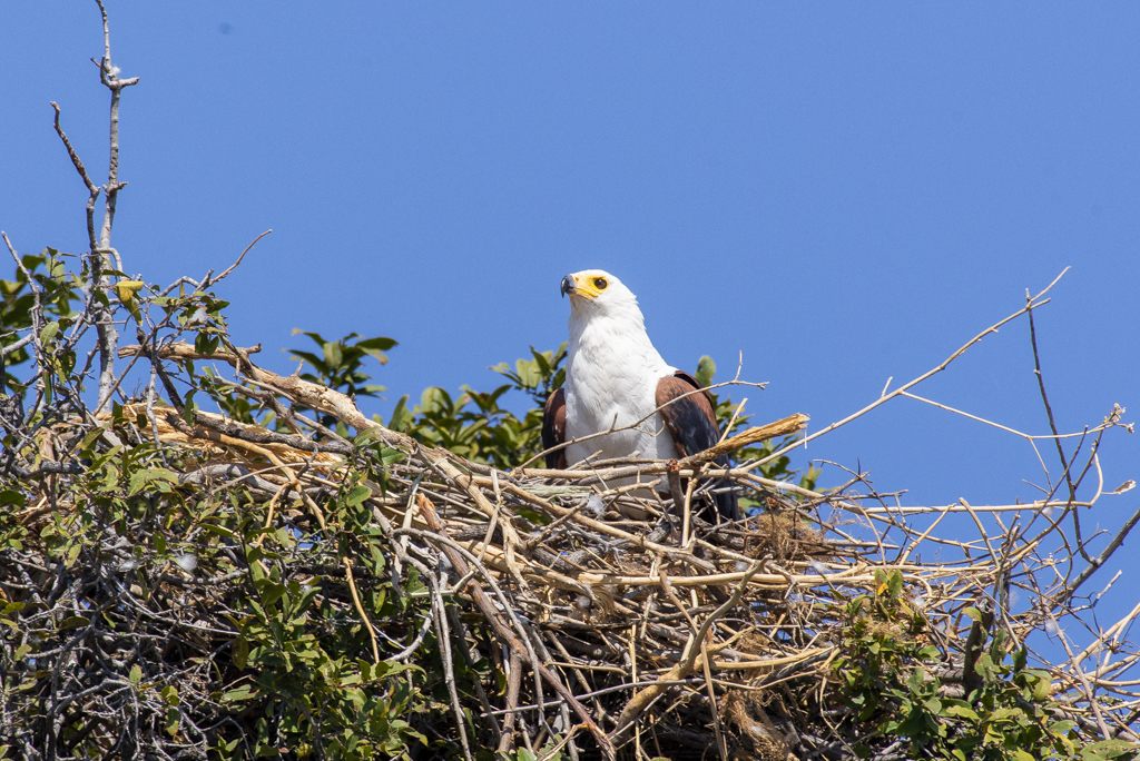 African Fish Eagle