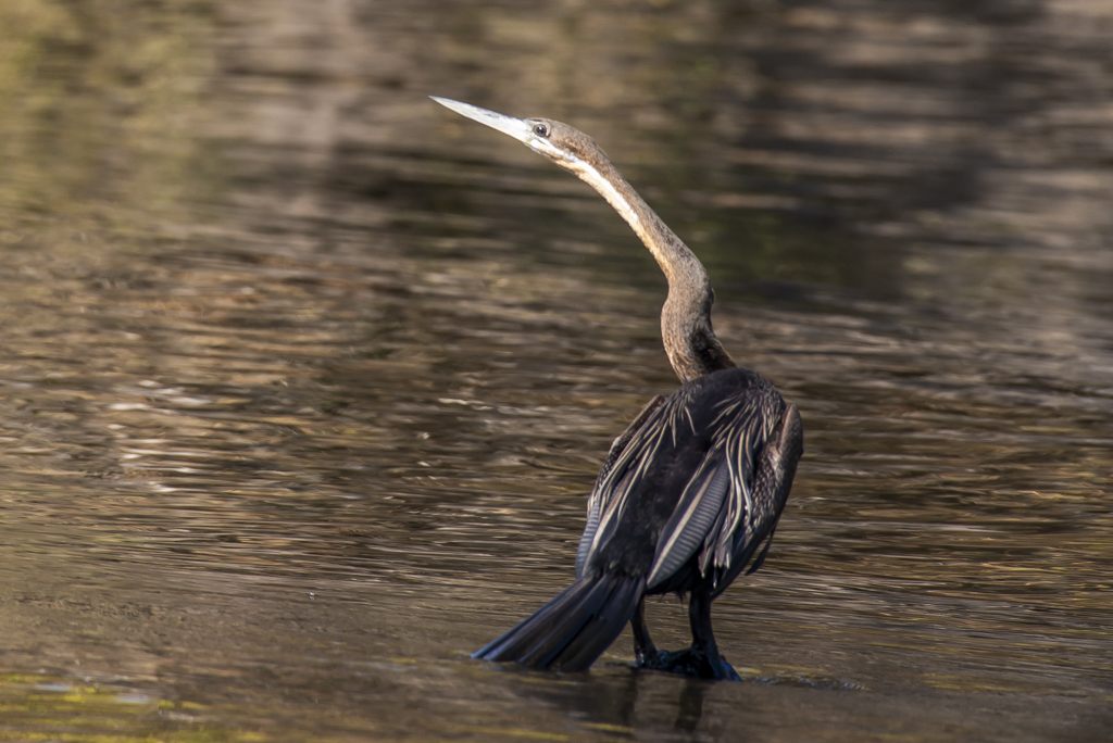 African Darter