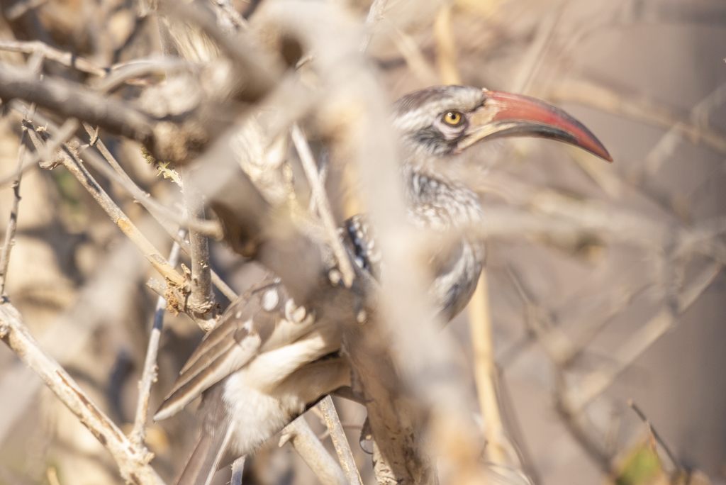 Red-Billed Hornbill