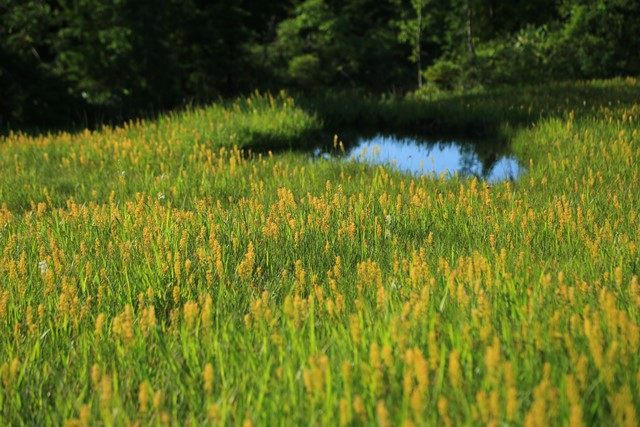 湿原に咲く可憐な黄色の花「キンコウカ」の群生を求めて尾瀬へ行って来ました。
今回は、御池から燧ヶ岳の山頂をピストンします。