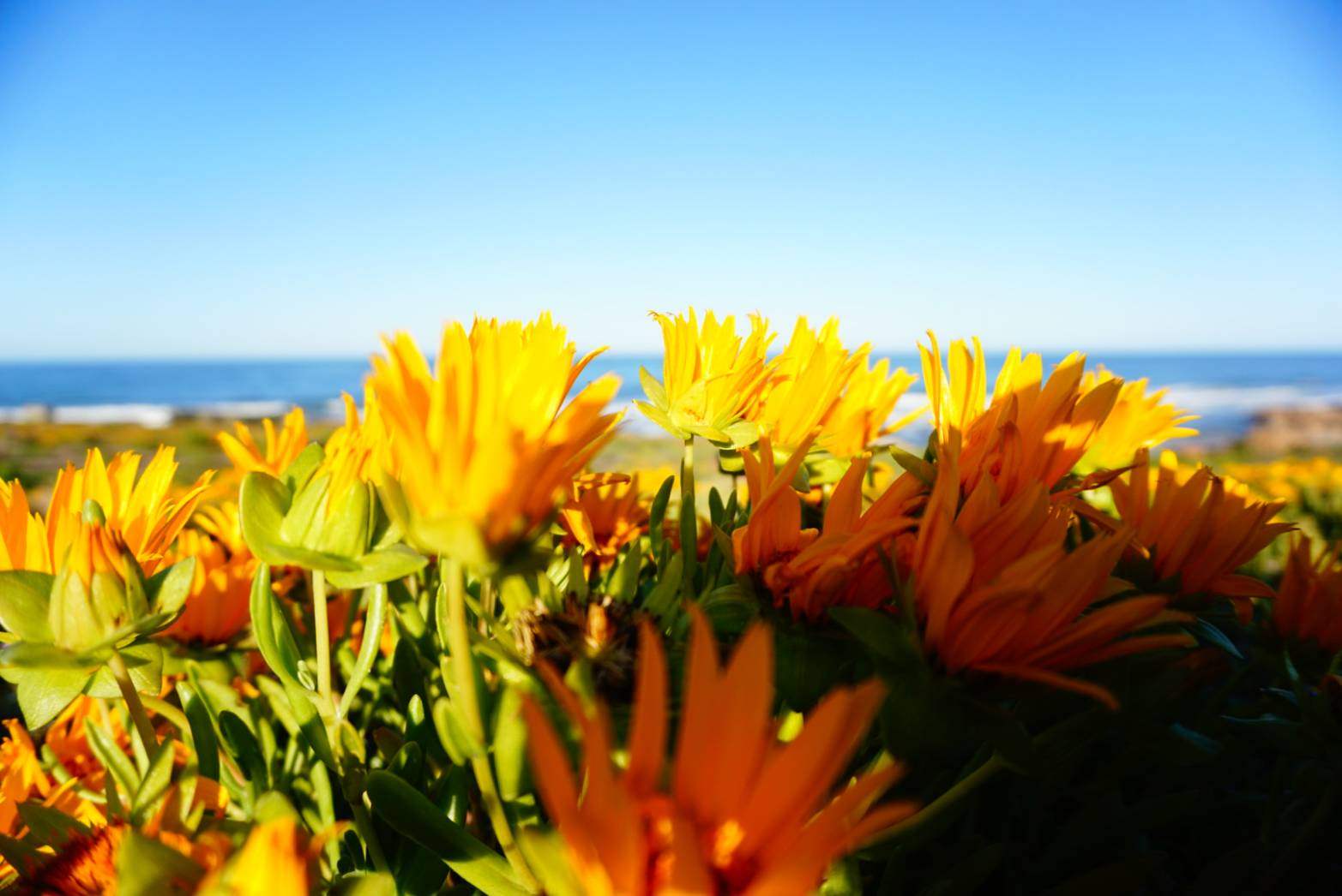 海辺に咲くデイジーの花