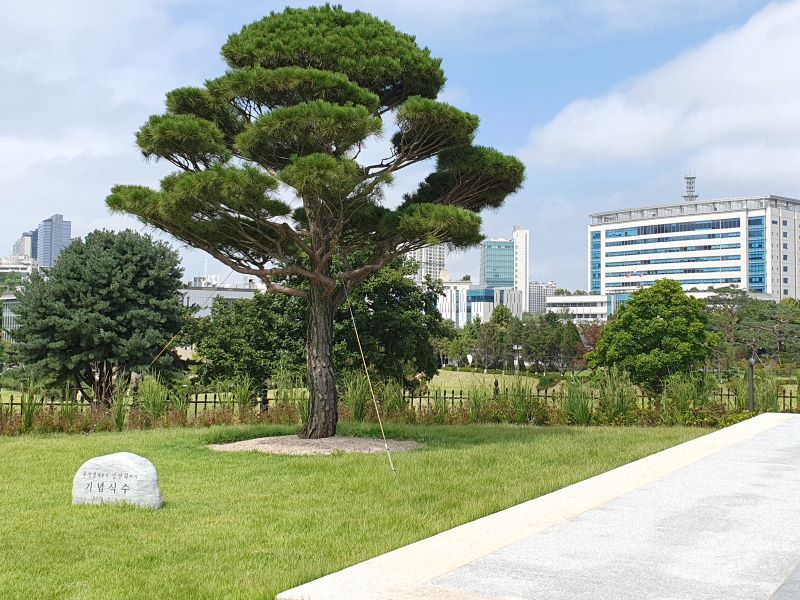尹錫悦(ユン・ソンニョル)大統領が植樹した松の木