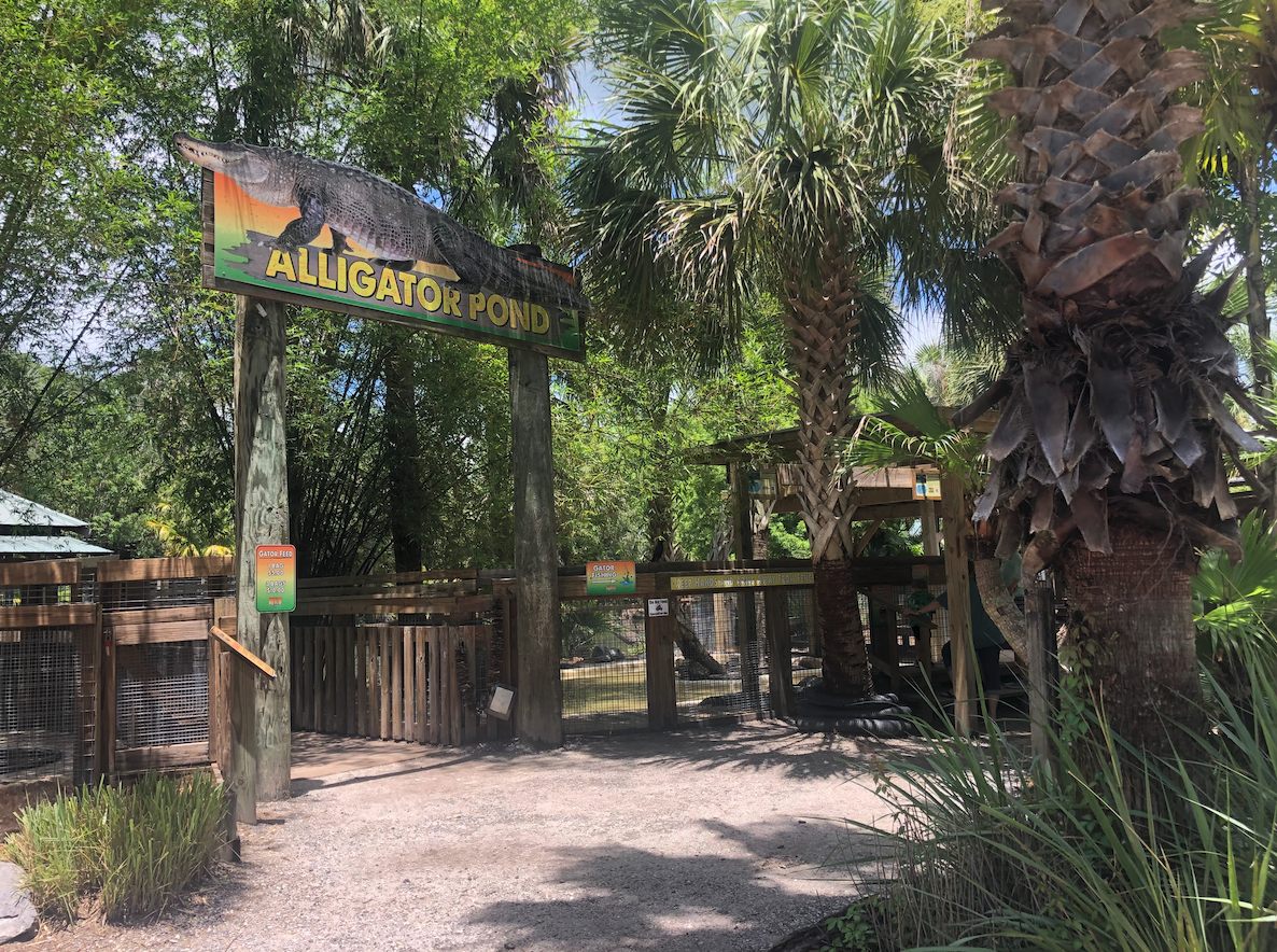 【アメリカ・オーランド】ワイルドフロリダのボートツアーとゲーターパーク 地球の歩き方