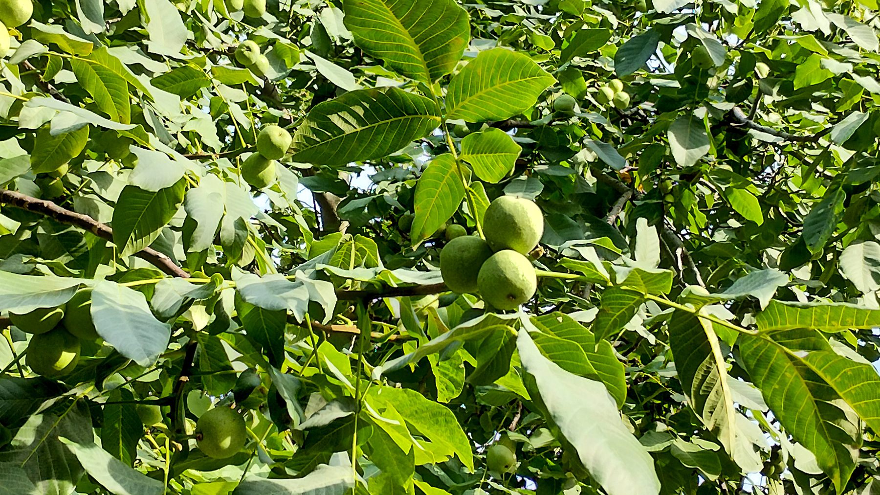 木になるクルミ（札幌・9月）/Chestnuts in Sapporo, September