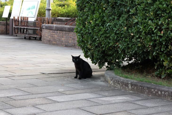 平和公園の猫