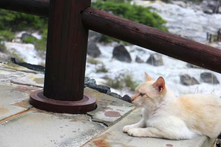 階段にいた猫