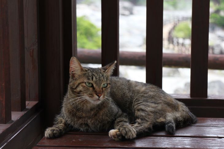 ベンチでくつろぐ猫