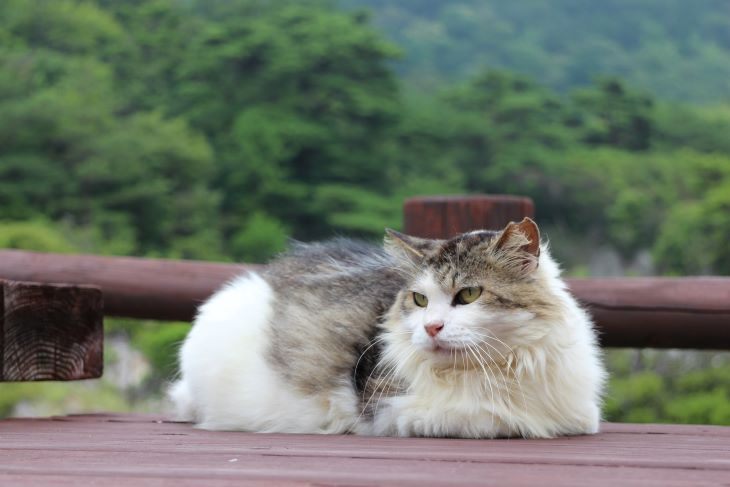 遠くを見つめる猫