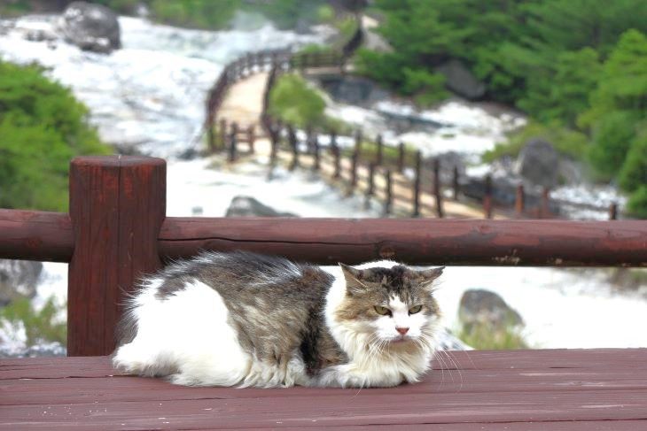 雲仙地獄と猫