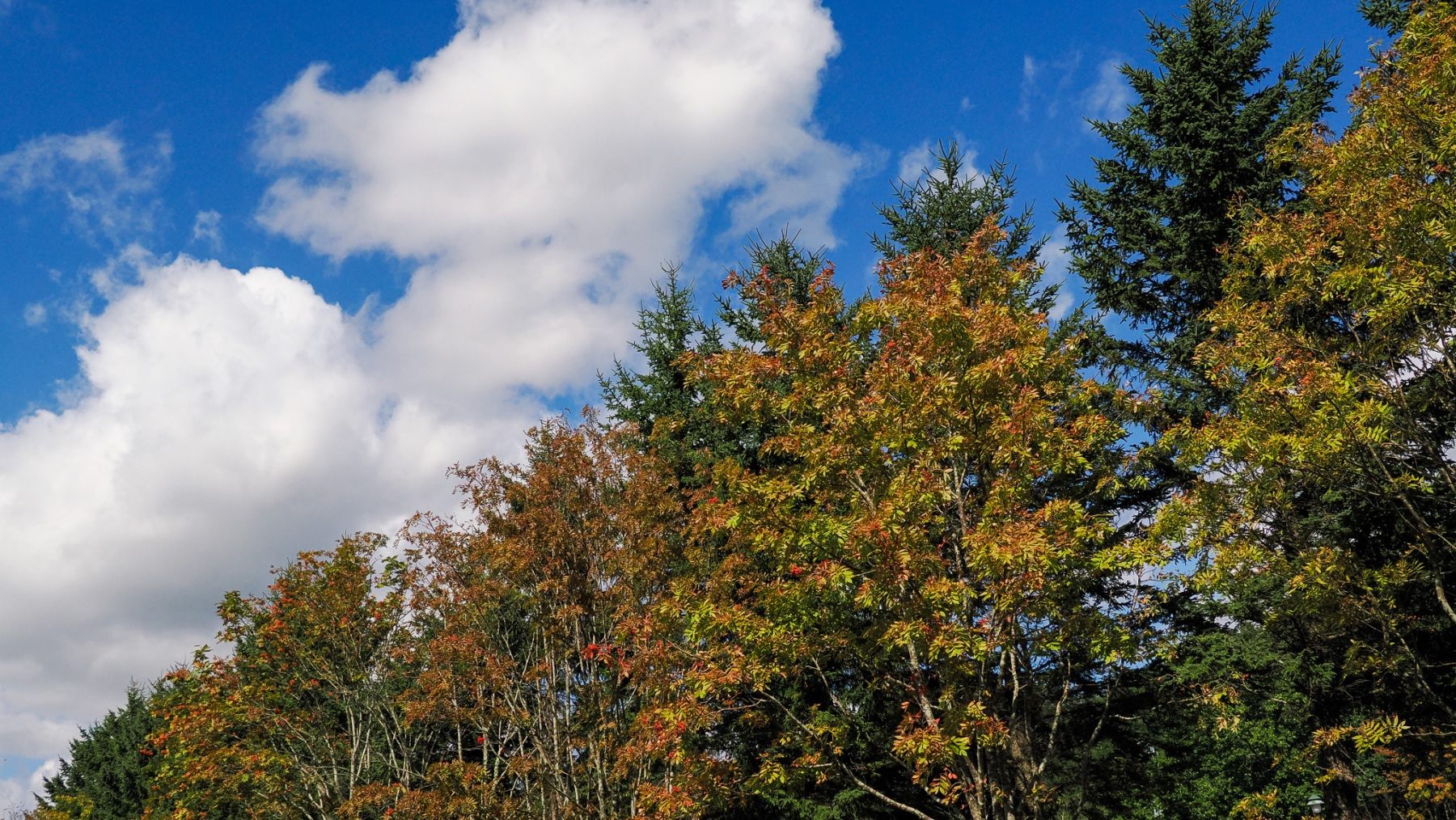 浦幌町・2023年9月下旬の紅葉/Autumn leaves in Urahoro Town at the end of September 2023