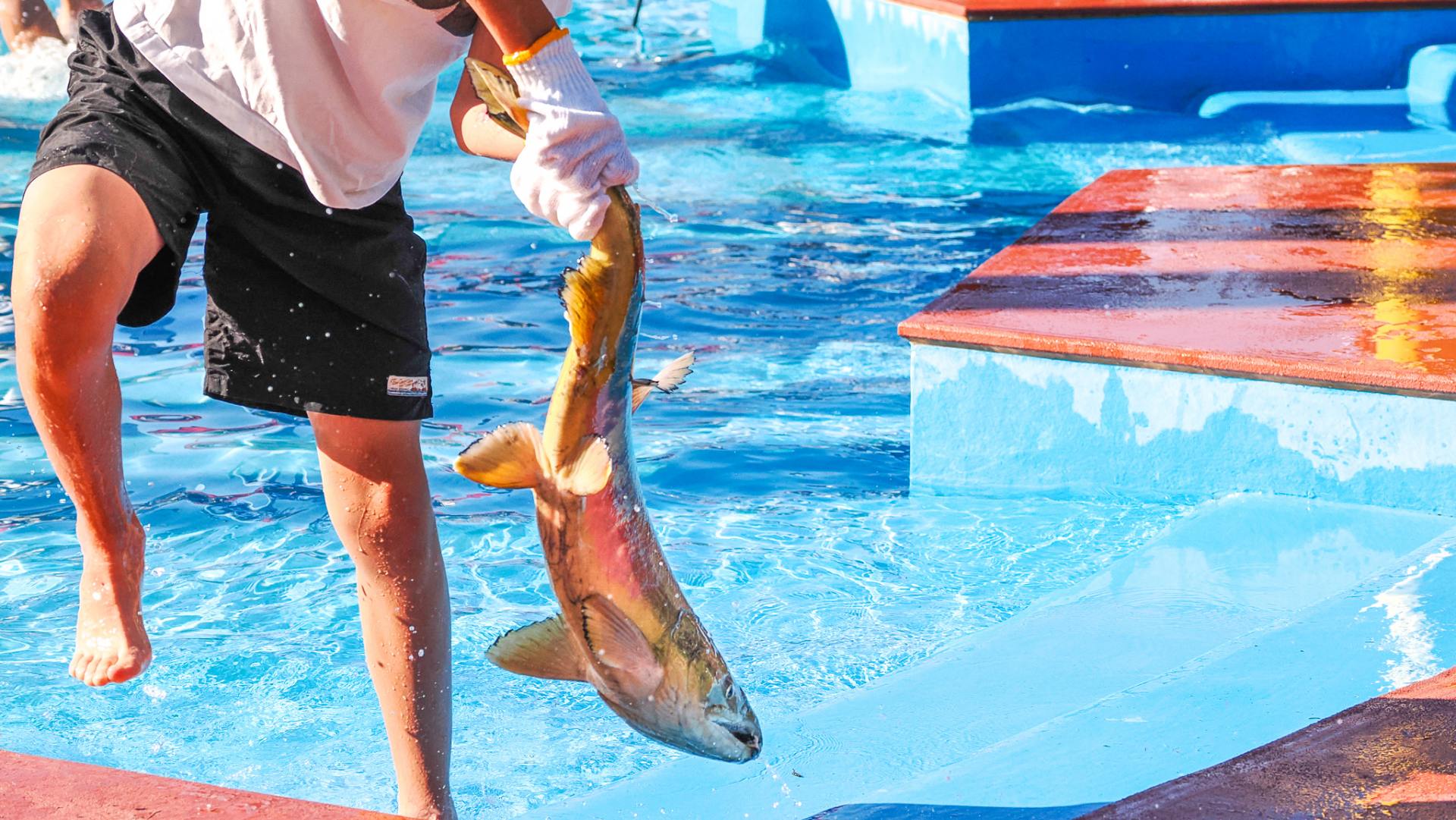 Hand grabbing salmon