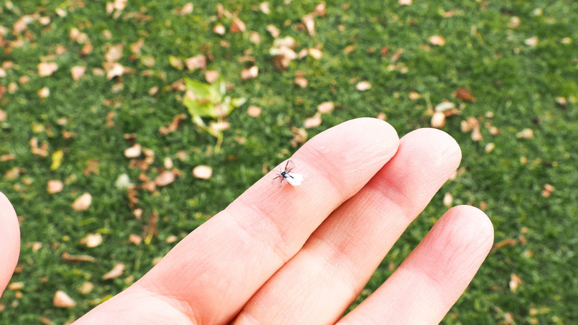 Snow bug that flies just before the snow season in Hokkaido