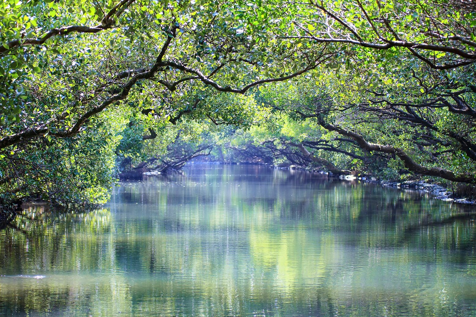 緑の絶景トンネル「四草緑色隧道」