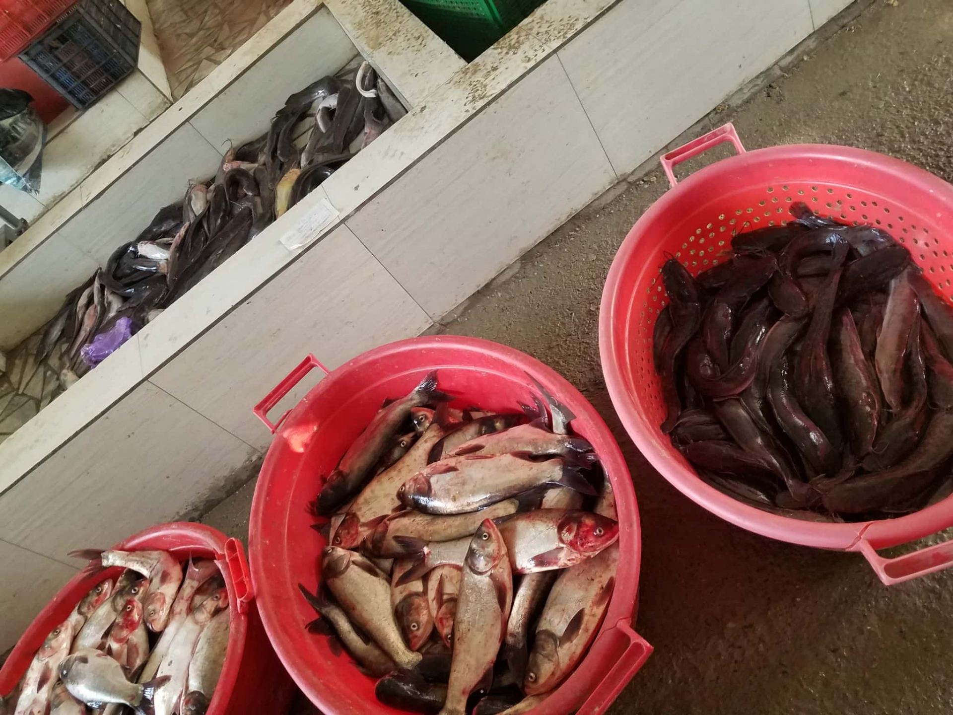 ダルニーラーゲリバザール 魚売り場