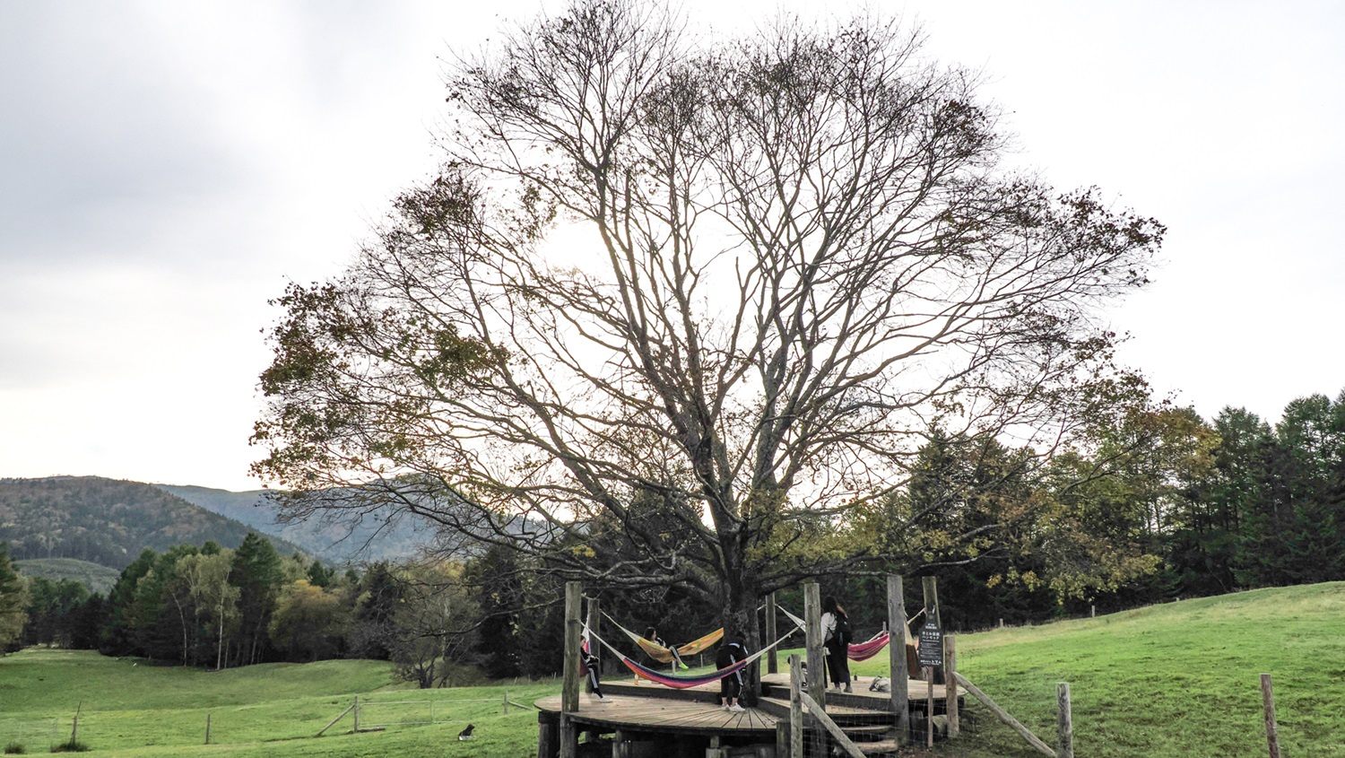 Nap in a Hammock with sheep