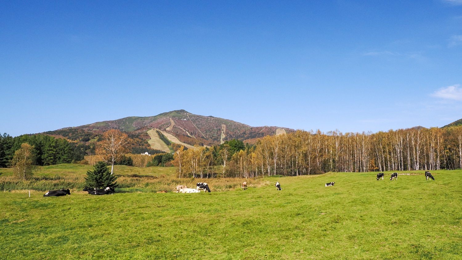 Cattle grazing in Farm Hoshino