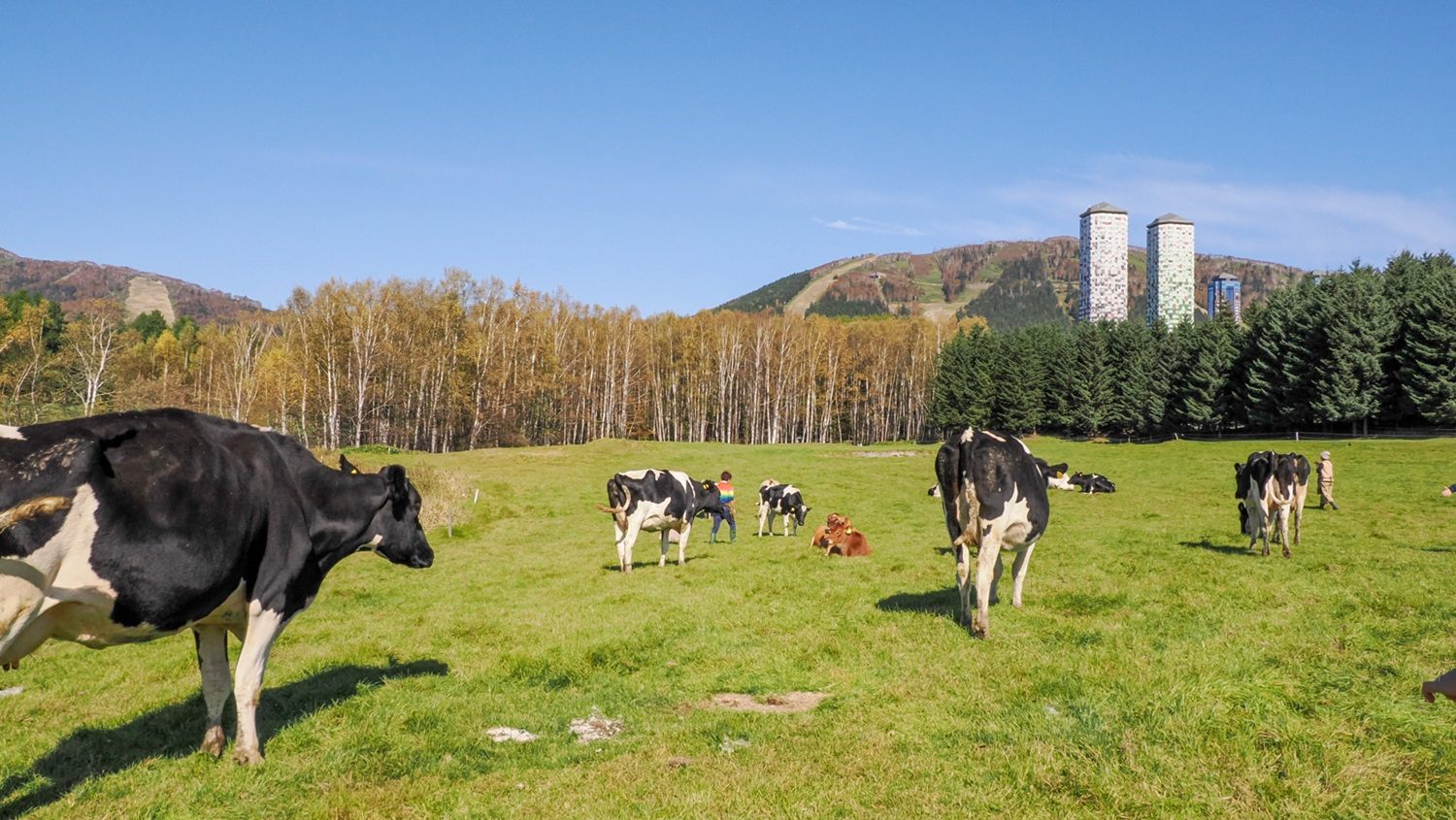 Cattle droving experience