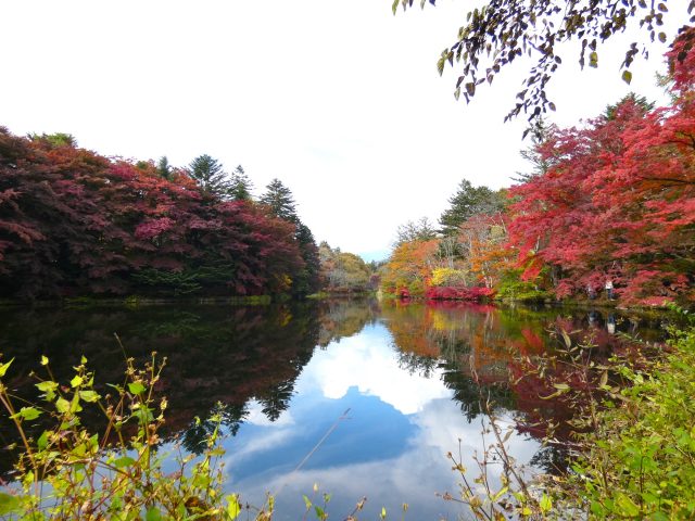 軽井沢の景勝地 雲場池の紅葉状況