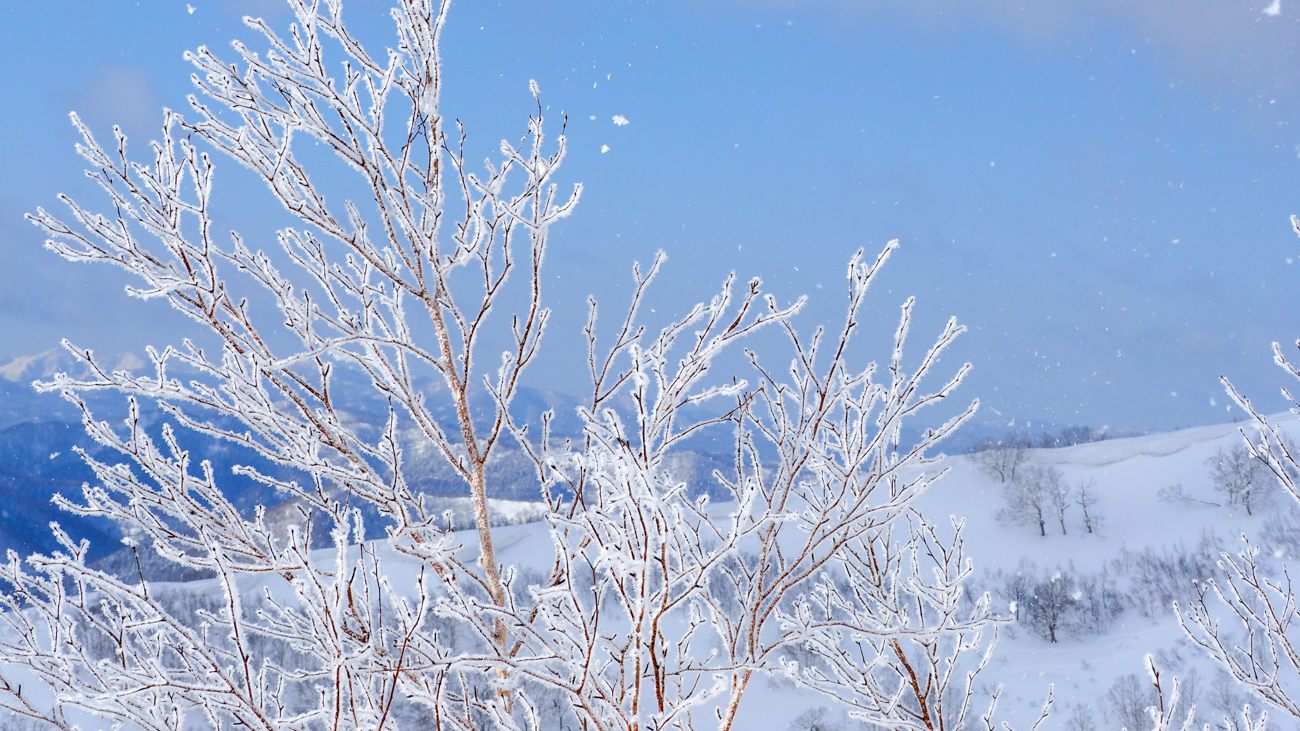 Frost trees view at "Terrace of Frost Tree" in February