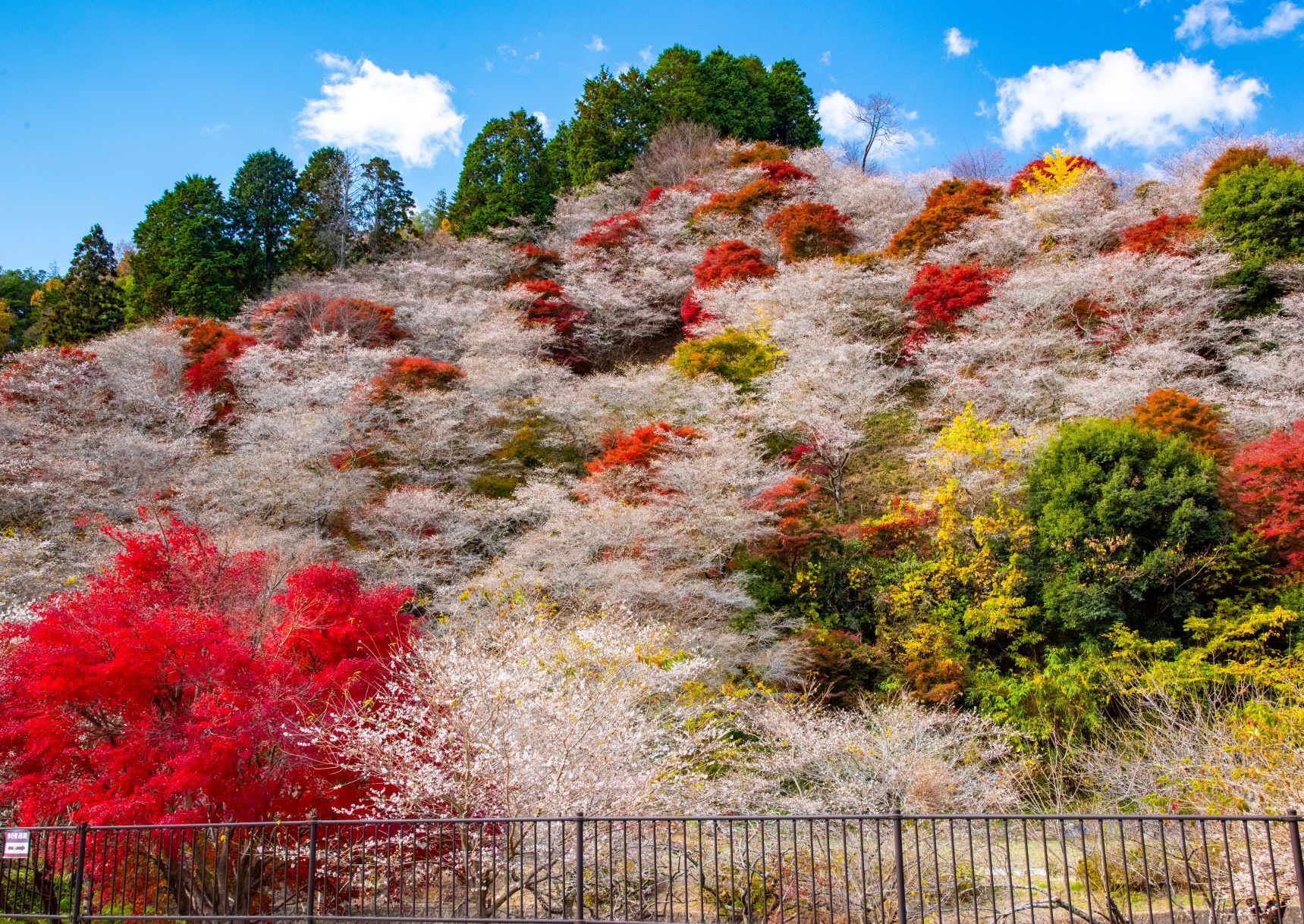 深紅の紅葉と淡紅色に色付く四季桜のコントラストが見事