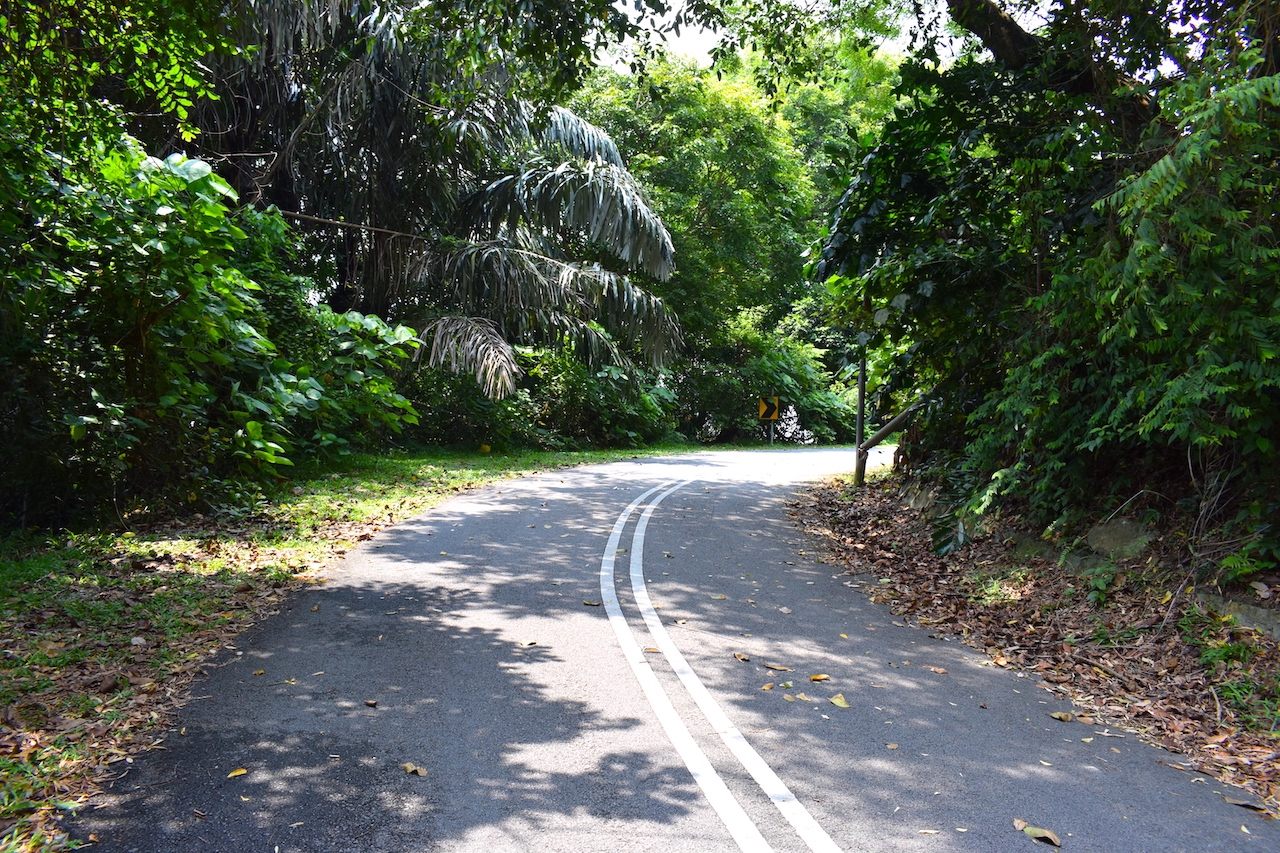 熱帯の緑濃い植物が道路に張り出している