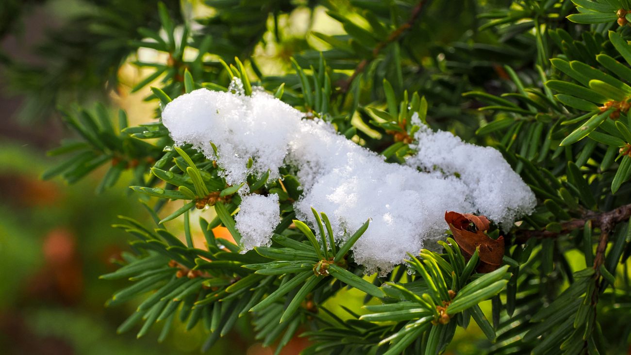 First snowfall of the season in Sapporo on November 11, 2023 