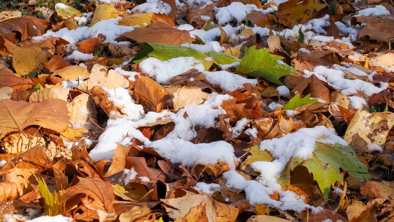First snow of the season piled on the fallen leaves