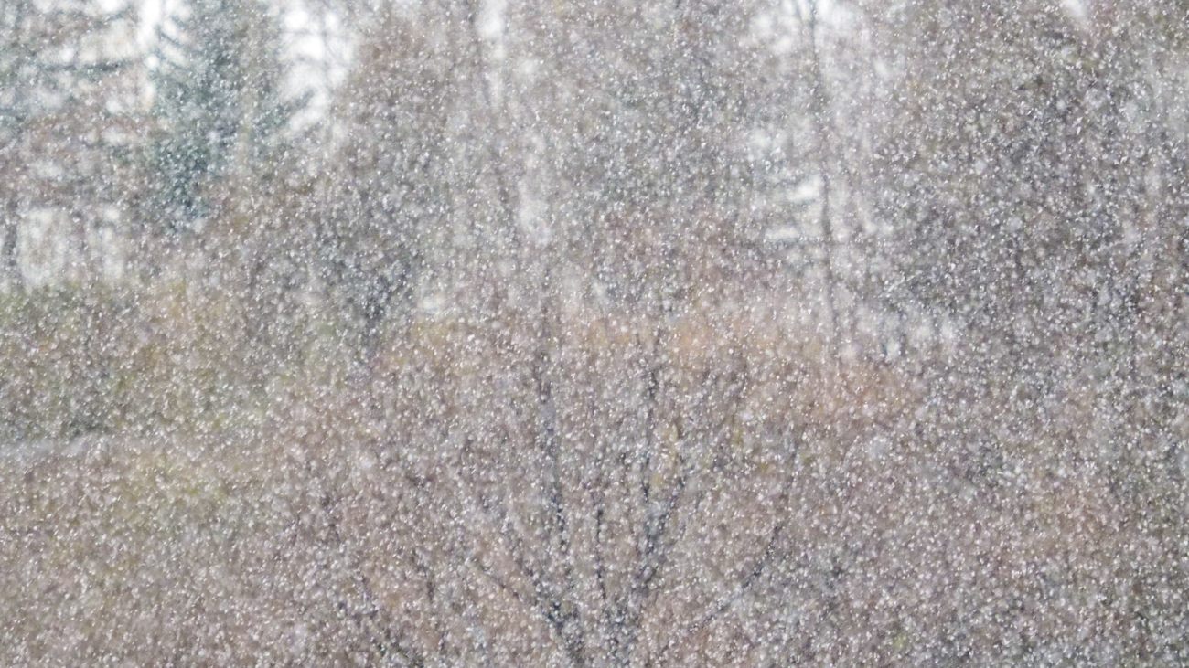 First snowfall at Sapporo in 2022