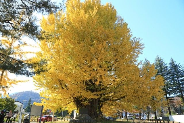 南会津町伊南地区にある古町の[大イチョウ](https://www.kanko-aizu.com/miru/540)を見てきました。
樹高35ｍ、胸高幹周11ｍ、推定樹齢約800年の古木で、県の天然記念物にも指定されています。
黄葉のピークから落葉盛んなタイミングが特にオススメです。