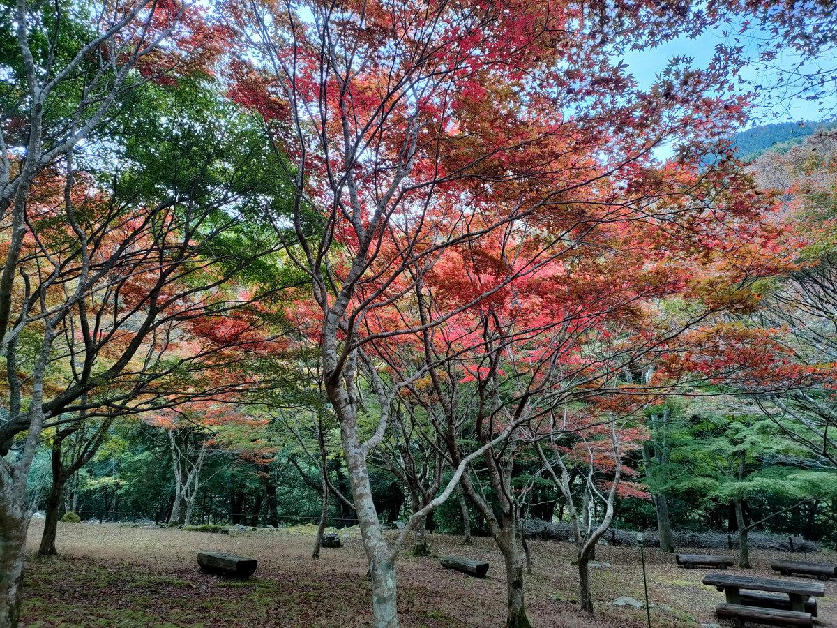 昭和の森も紅葉が色づいています