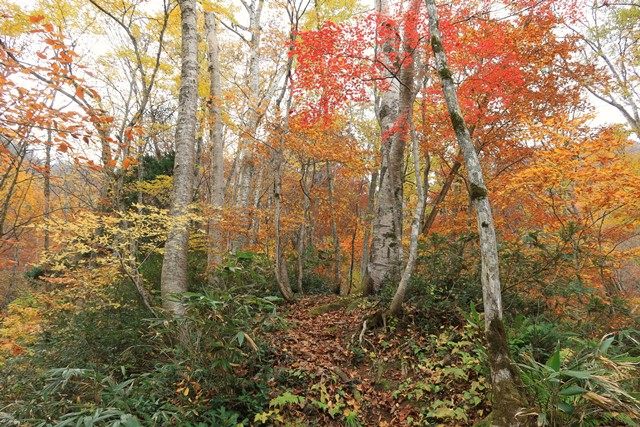 ブナやカエデなどを中心とした紅葉に囲まれます。