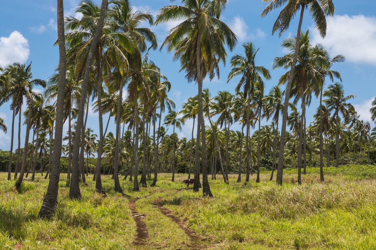 トンガのココナッツ畑 ©iStock/KiraVolkov
