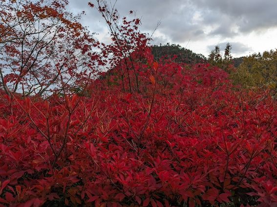 光悦寺の紅い葉