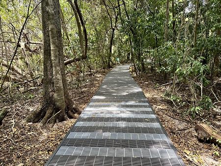 茂る熱帯雨林・歩きやすい道