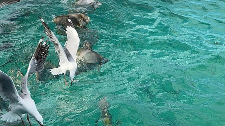 餌やり