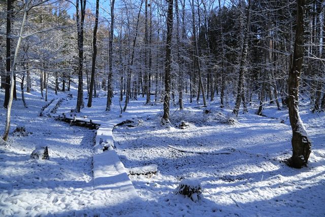 [観音沼](https://shimogo.jp/sightseeing/kannonnumashinrinkoen/)近くにある小さな湿原です。
薄っすらと雪に覆われた木道を散策してみました。