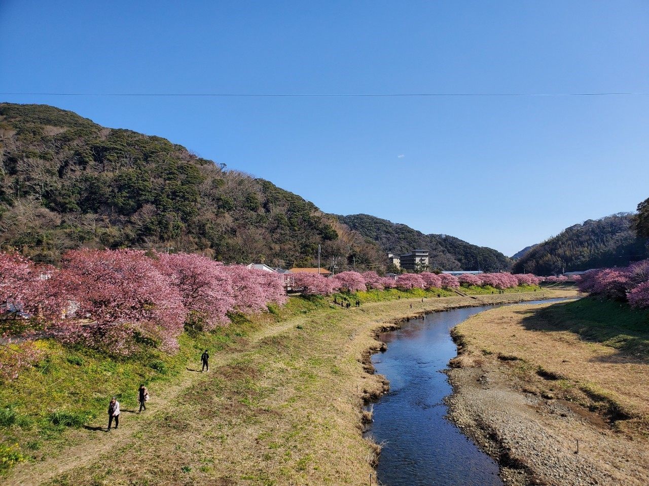 影も桜の形