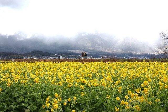 【滋賀】守山市ではカンザキハナナが咲いてます。
