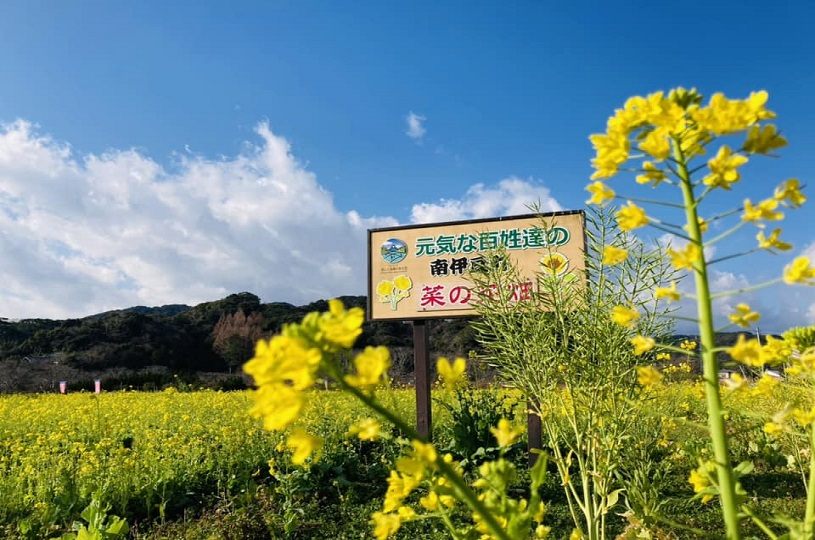 青空に映える菜の花