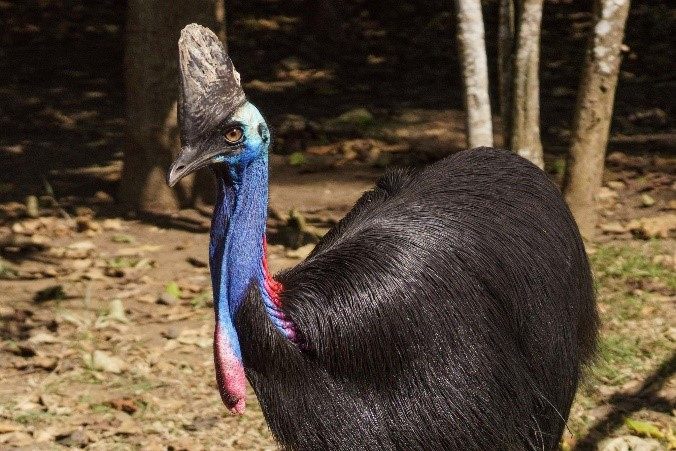 恐竜のような見た目で、世界一危険という異名をもつヒクイドリ