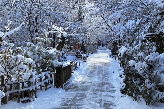 紅葉スポットとして人気の参道は、雪を纏う姿もまた似合います。