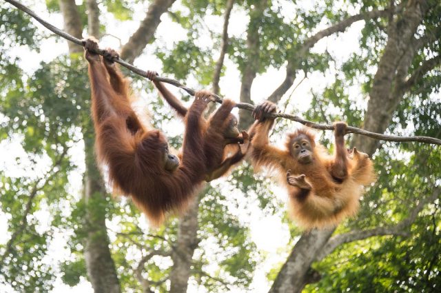 サファリ気分全開！　熱帯雨林のなかの動物王国