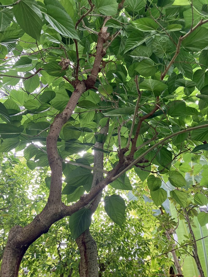 小笠原諸島固有植物