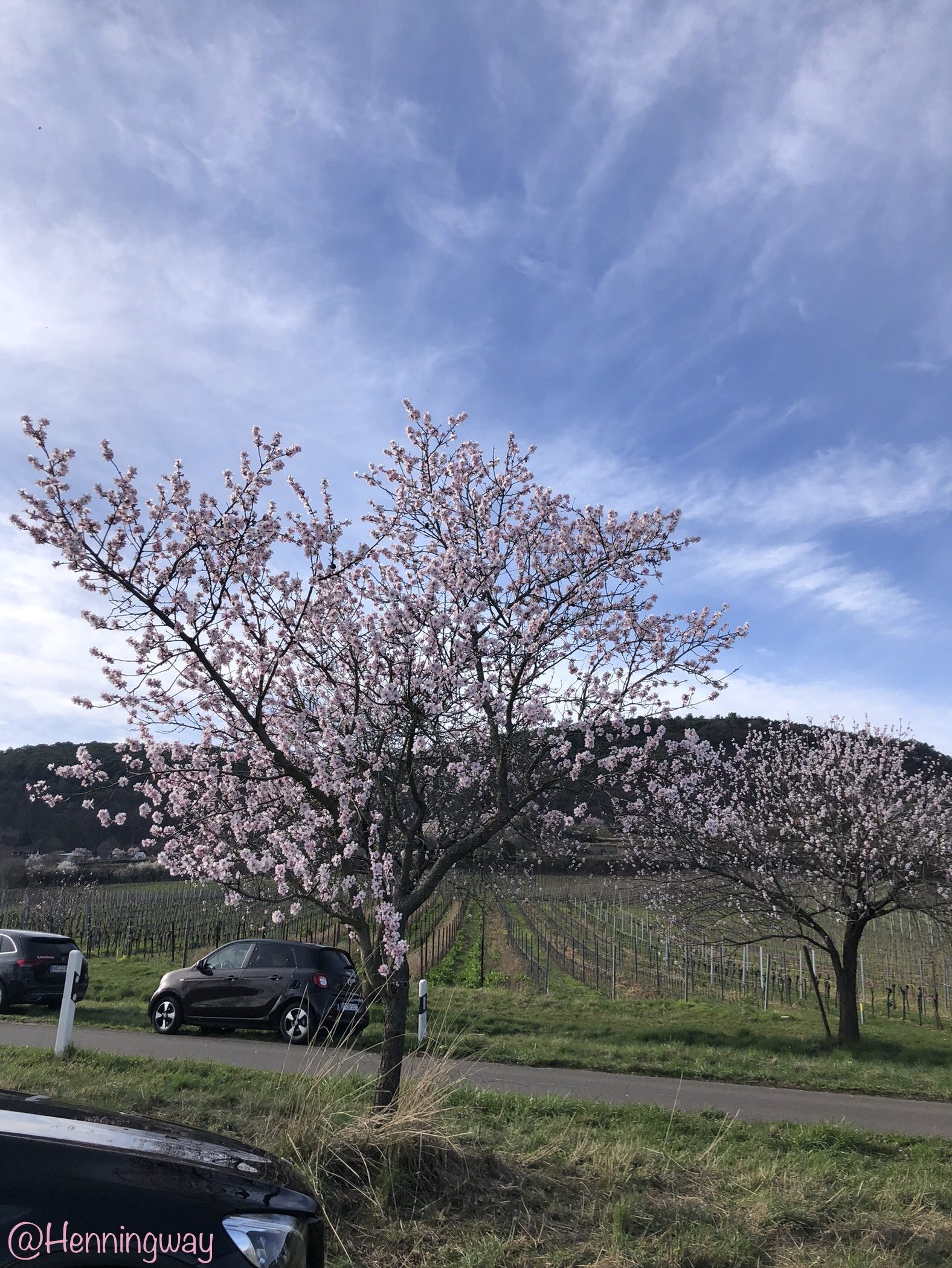 ワイン畑とアーモンドの花