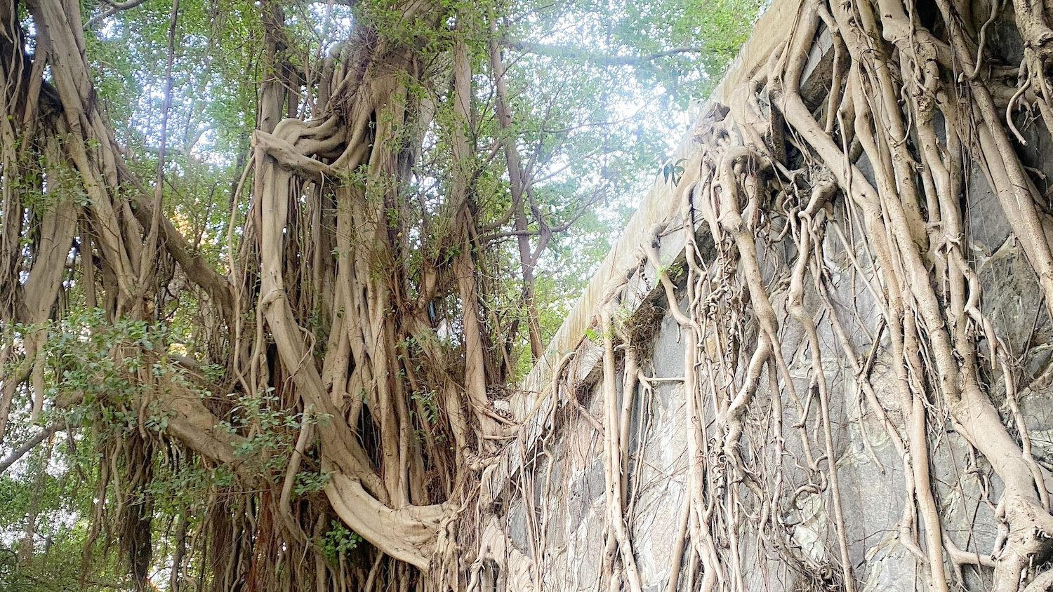 大きな木の根が壁を覆っています