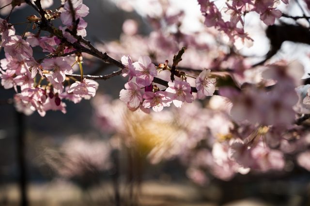 【山梨県】桜スポットコレクション～2024年春